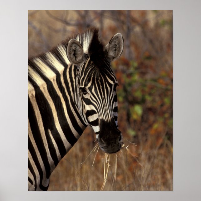 Afrika, Sydafrika, Kruger NP Zebrahuvud Poster (Framsidan)