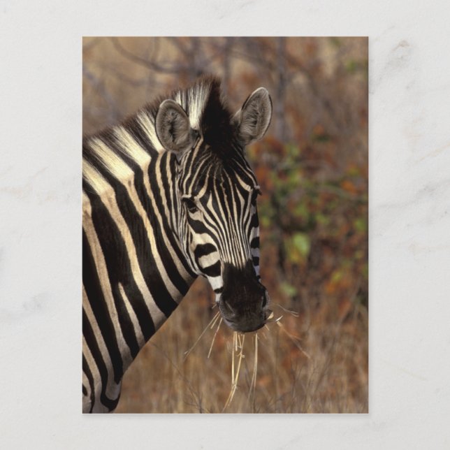 Afrika, Sydafrika, Kruger NP Zebrahuvud Vykort (Framsida)