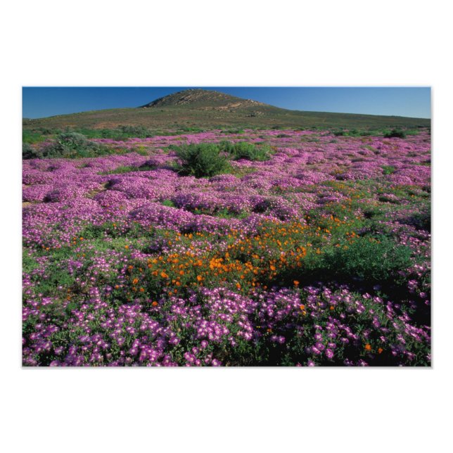 Afrika, Sydafrika, Namaqualand, Orange och Fototryck (Framsidan)