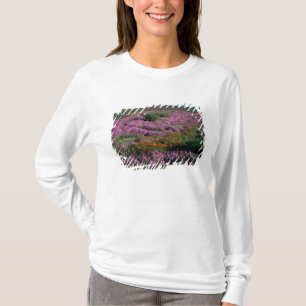 Afrika, Sydafrika, Namaqualand, Orange och Tee