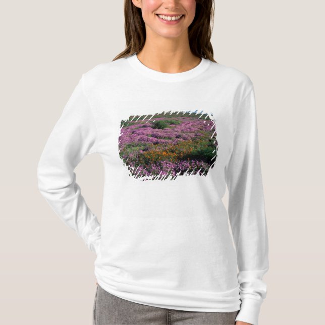 Afrika, Sydafrika, Namaqualand, Orange och Tee (Framsida)