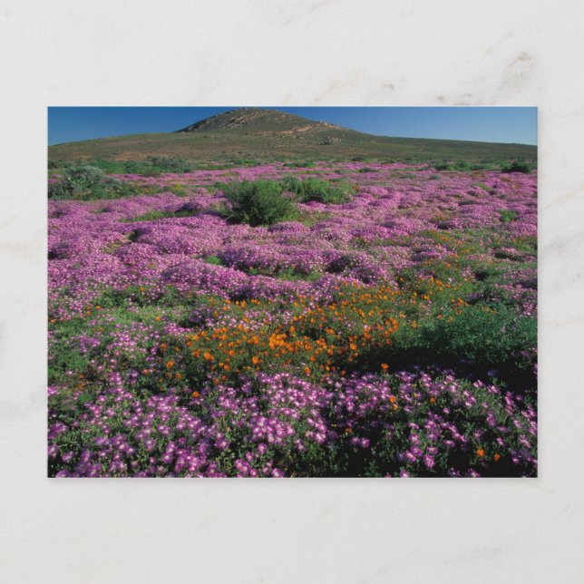 Afrika, Sydafrika, Namaqualand, Orange och Vykort (Framsida)