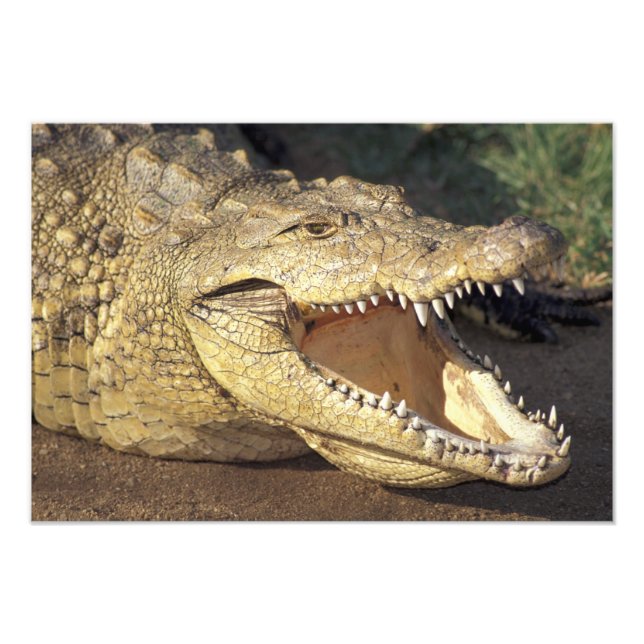 Afrika, Sydafrika Nilkrokodil Fototryck (Framsidan)