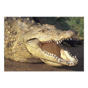 Afrika, Sydafrika Nilkrokodil Fototryck