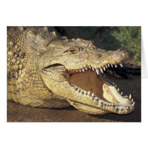Afrika, Sydafrika Nilkrokodil Hälsningskort