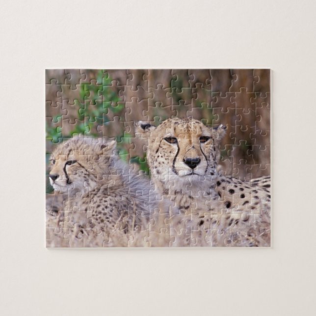 Afrika, Sydafrika, Tswalu reservat. Gepard Pussel (Horisontell)
