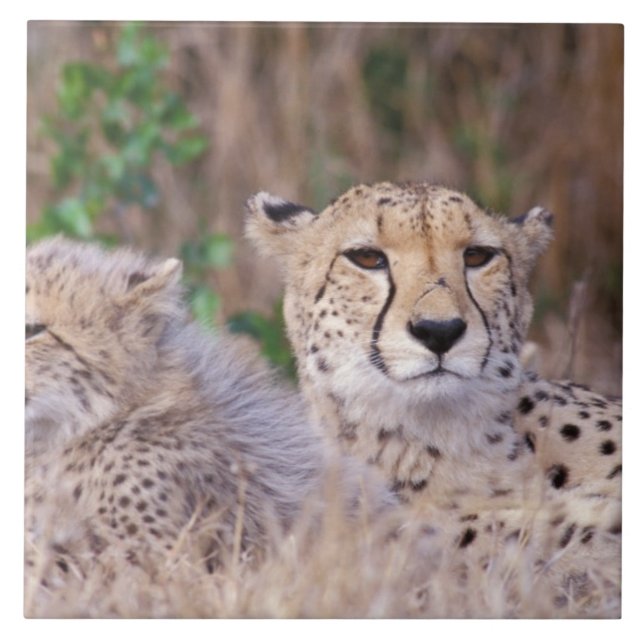 Afrika, Sydafrika, Tswalu reservat. Gepardar Kakelplatta (Framsidan)