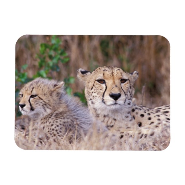 Afrika, Sydafrika, Tswalu reservat. Gepardar Magnet (Horisontell)