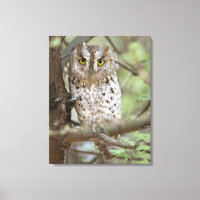 Afrika. Tanzania. African Scops Uggla vid Tarangir