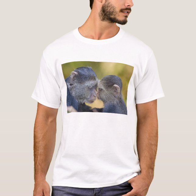 Afrika. Tanzania. Blå markatt med unge Tee Shirt (Framsida)