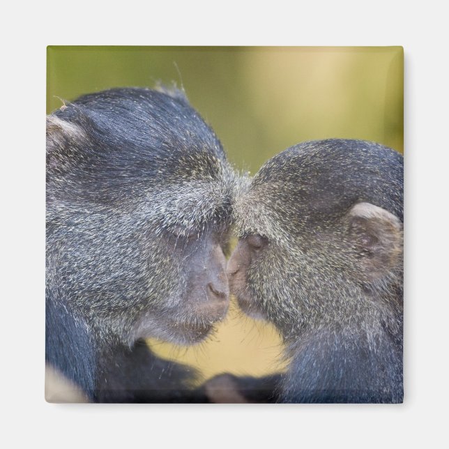 Afrika. Tanzania. Blue Monkey mor med unga Magnet (Framsidan)