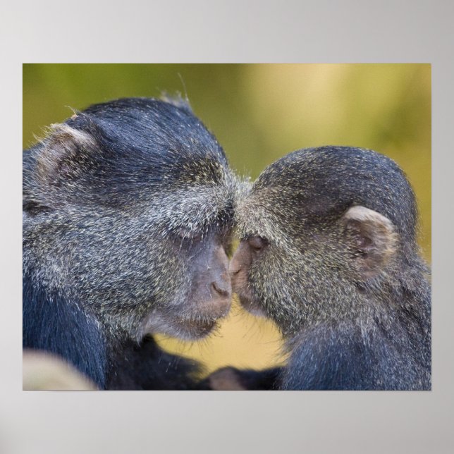 Afrika. Tanzania. Blue Monkey mor med unga Poster (Framsidan)