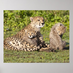 Afrika. Tanzania. Cheetah mor och unge 2 Poster