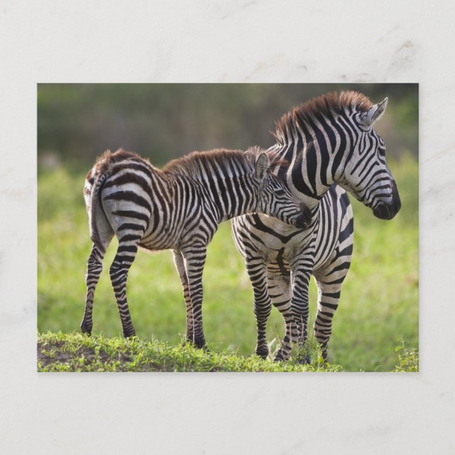 Afrika. Tanzania. Common Zebra mor och baby Vykort (Framsida)