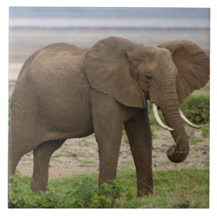 Afrika. Tanzania. Elefant vid Lake Manyara NP. Kakelplatta