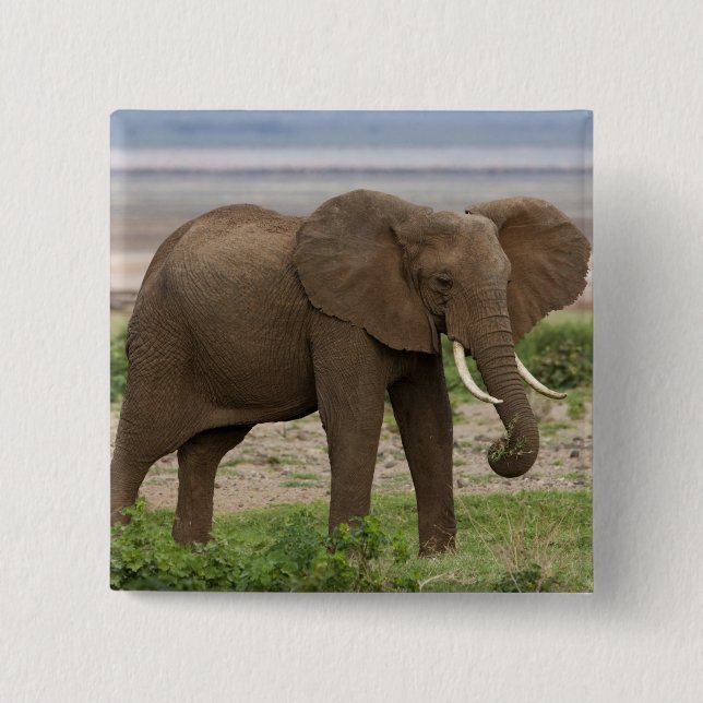 Afrika. Tanzania. Elefant vid Lake Manyara NP. Knapp (Framsida)