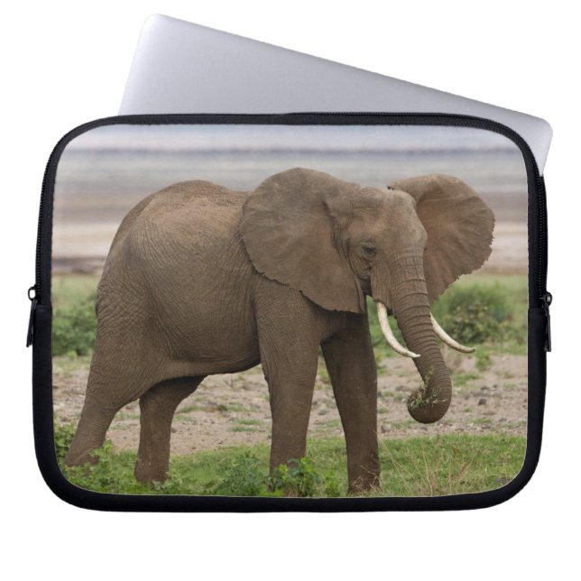 Afrika. Tanzania. Elefant vid Lake Manyara NP. Laptop Fodral (Framsidan)