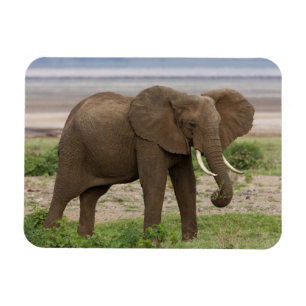 Afrika. Tanzania. Elefant vid Lake Manyara NP. Magnet