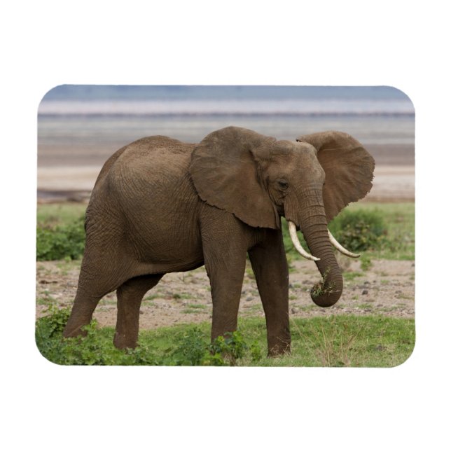 Afrika. Tanzania. Elefant vid Lake Manyara NP. Magnet (Horisontell)