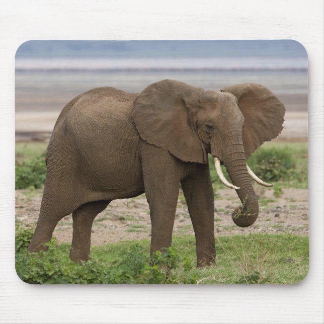 Afrika. Tanzania. Elefant vid Lake Manyara NP. Musmatta (Framsidan)