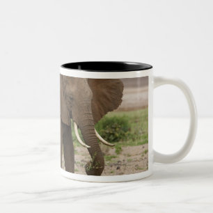 Afrika. Tanzania. Elefant vid Lake Manyara NP. Två-Tonad Mugg