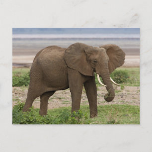 Afrika. Tanzania. Elefant vid Lake Manyara NP. Vykort
