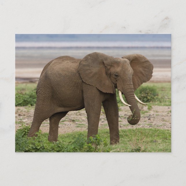 Afrika. Tanzania. Elefant vid Lake Manyara NP. Vykort (Framsida)