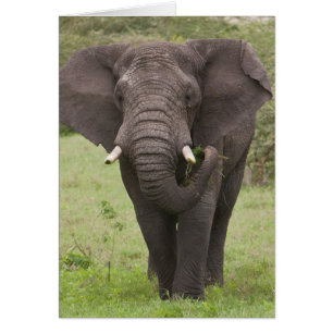 Afrika Tanzania Elefant vid Ngorongoro-kratern Hälsningskort