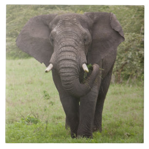 Afrika Tanzania Elefant vid Ngorongoro-kratern Kakelplatta