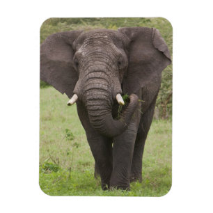 Afrika Tanzania Elefant vid Ngorongoro-kratern Magnet