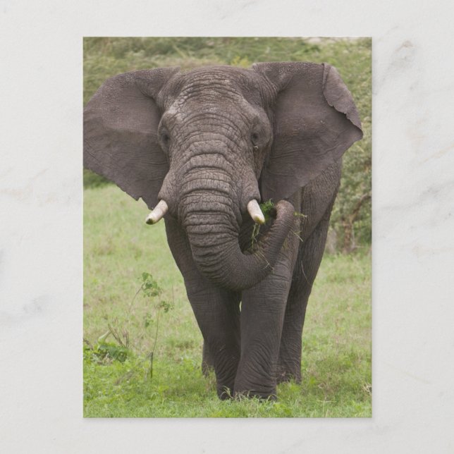 Afrika Tanzania Elefant vid Ngorongoro-kratern Vykort (Framsida)
