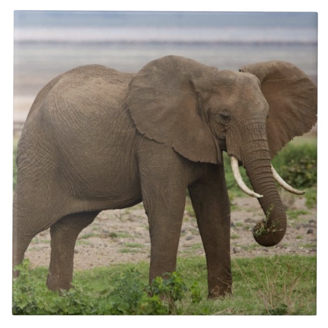 Afrika. Tanzania. Elefanten vid Sjö Manyara NP. Kakelplatta (Framsidan)