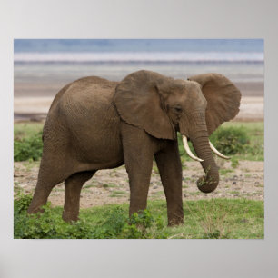 Afrika. Tanzania. Elefanten vid Sjö Manyara NP. Poster