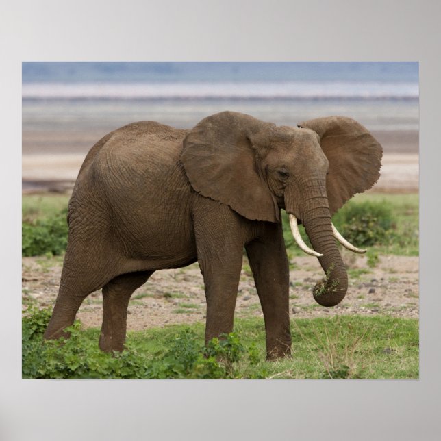 Afrika. Tanzania. Elefanten vid Sjö Manyara NP. Poster (Framsidan)