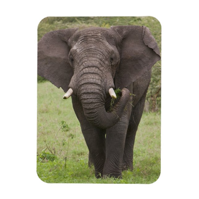 Afrika Tanzania Elephant vid Ngorongoro Crater Magnet (Vertikal)