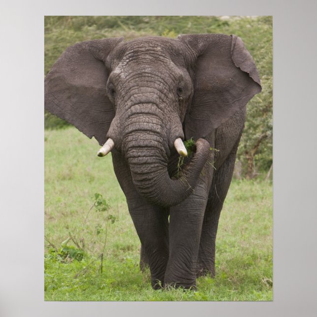 Afrika Tanzania Elephant vid Ngorongoro Crater Poster (Framsidan)