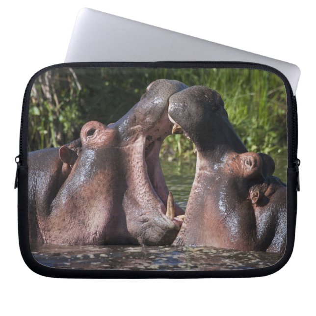 Afrika. Tanzania. Flodhäst som boxas Laptop Sleeve (Framsidan)