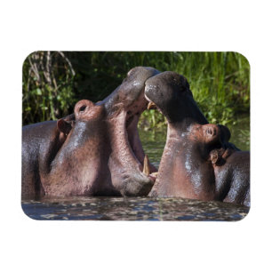 Afrika. Tanzania. Flodhäst som sparrar Magnet