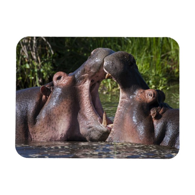 Afrika. Tanzania. Flodhäst som sparrar Magnet (Horisontell)