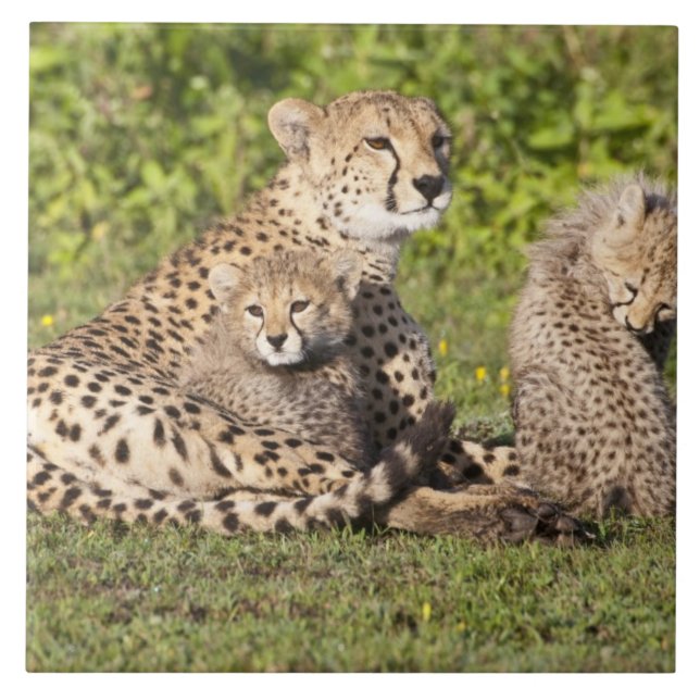 Afrika. Tanzania. Gepardmoder och ungar 2 Kakelplatta (Framsidan)