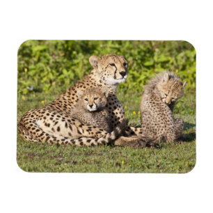 Afrika. Tanzania. Gepardmoder och ungar 2 Magnet