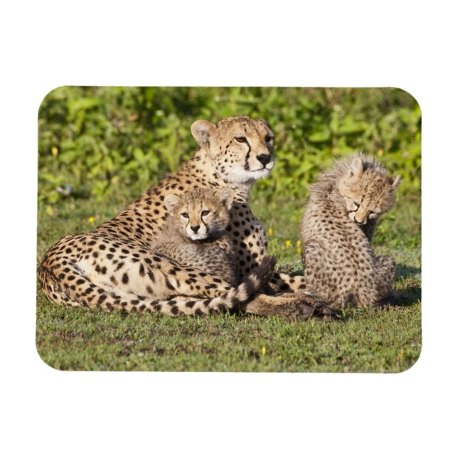 Afrika. Tanzania. Gepardmoder och ungar 2 Magnet (Horisontell)