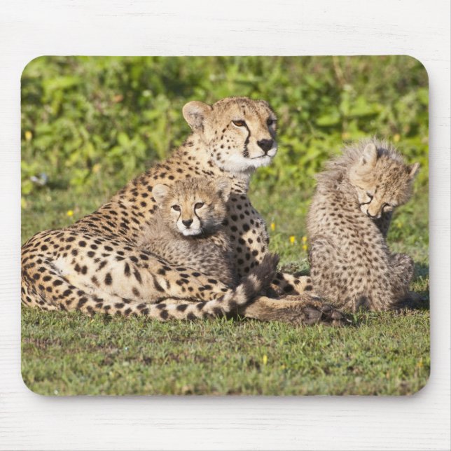 Afrika. Tanzania. Gepardmoder och ungar 2 Musmatta (Framsidan)