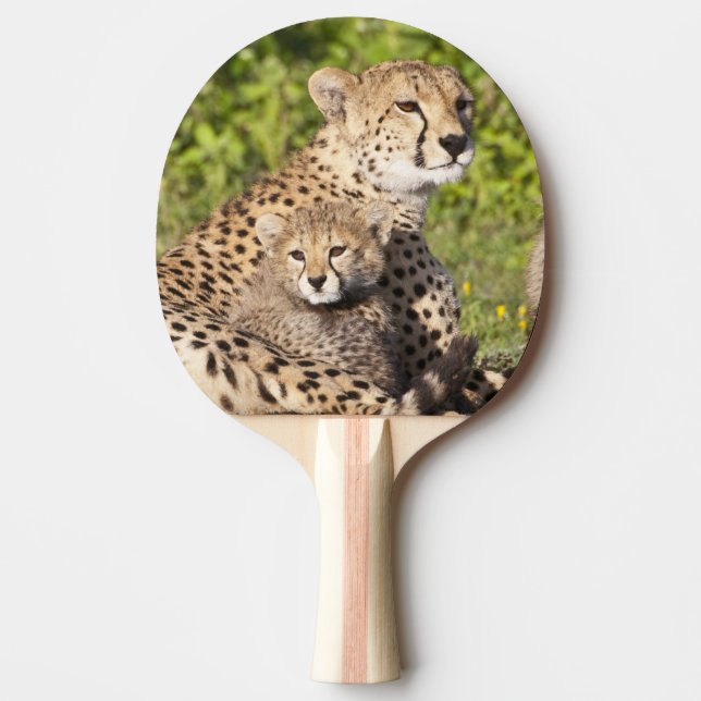 Afrika. Tanzania. Gepardmoder och ungar 2 Pingisracket (Framsidan)