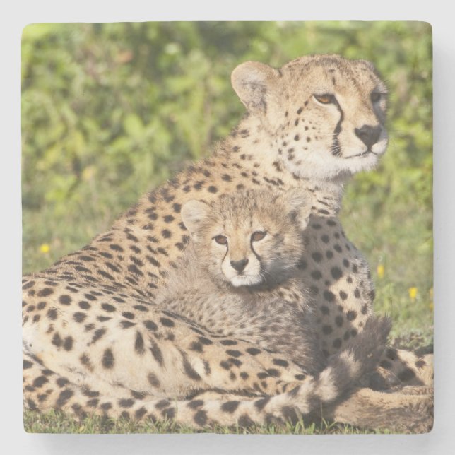 Afrika. Tanzania. Gepardmoder och ungar 2 Stenunderlägg (Framsidan)