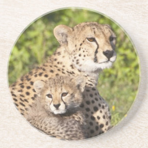 Afrika. Tanzania. Gepardmoder och ungar 2 Underlägg Sandsten