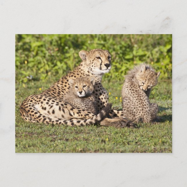 Afrika. Tanzania. Gepardmor och ungar 2 Vykort (Framsida)