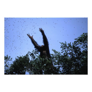 Afrika, Tanzania, Glitter sträcker sig efter flyga Fototryck