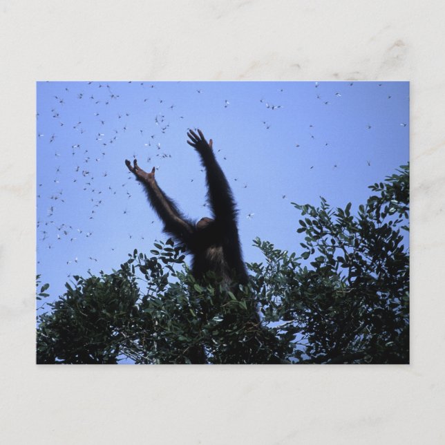 Afrika, Tanzania, Glitter sträcker sig efter flyga Vykort (Framsida)