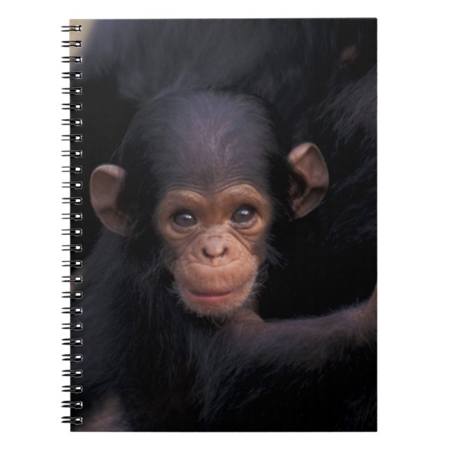 Afrika, Tanzania, Gombe Nat'l Park Anteckningsbok Med Spiral (Framsidan)